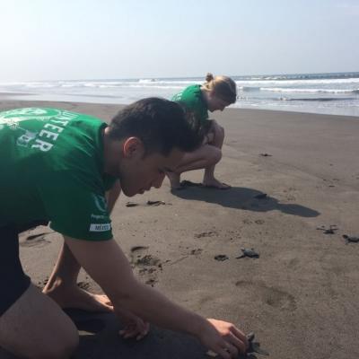 Voluntarios ambientales liberando tortugas marinas en una playa de México. Voluntarios de Conservación en México liberando tortugas marinas.